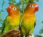 Lovebird.jpg