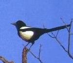 Magpie.jpg