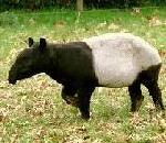 MalayanTapir.jpg