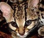 Margay.jpg