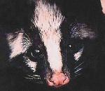 MaskedPalmCivet.jpg