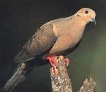 MourningDove.jpg