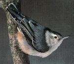 Nuthatch.jpg