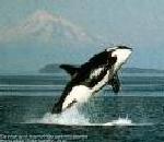 Orca.jpg
