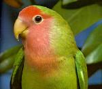 Peach-facedLovebird.jpg