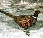 Pheasant.jpg