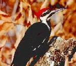 PileatedWoodpecker.jpg