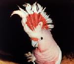 PinkCockatoo.jpg