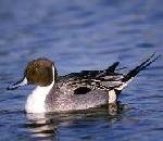 Pintail.jpg