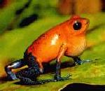 PoisonFrog.jpg