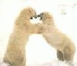PolarBear.jpg