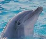 Porpoise.jpg