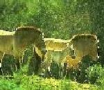 PrzewalskisHorse.jpg