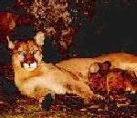 Puma.jpg