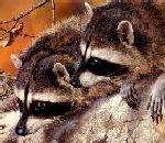 Raccoon.jpg