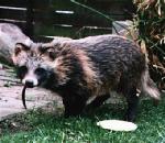 RaccoonDog.jpg