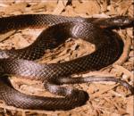 Red-belliedBlackSnake.jpg