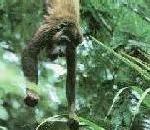 RedHowler.jpg