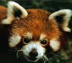 RedPanda.jpg