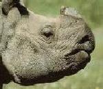 Rhinoceros.jpg