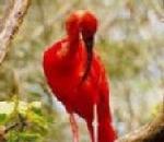 ScarletIbis.jpg