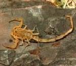 Scorpion.jpg