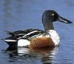 Shoveler.jpg