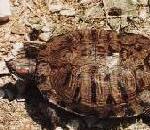 SliderTurtle.jpg