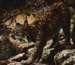 SpanishLynx.jpg