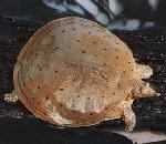 SpinySoftshell.jpg