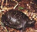 SpottedTurtle.jpg