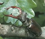 StagBeetle.jpg