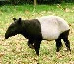 Tapir.jpg