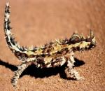 ThornyDevil.jpg