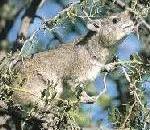 TreeHyrax.jpg