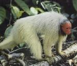 Uakari.jpg