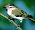 Vireo.jpg