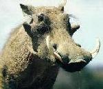 Warthog.jpg
