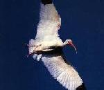 WhiteIbis.jpg