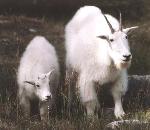 WhiteMountainGoat.jpg