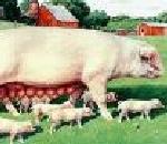 WhitePig.jpg