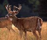 WhitetailDeer.jpg
