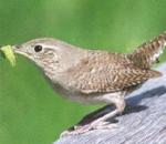 Wren.jpg