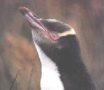 Yellow-eyedPenguin.jpg