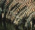 Zebra.jpg