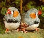 ZebraFinch.jpg