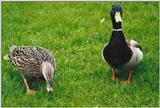 Mallard Ducks
