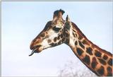 Toronto Zoo 0509 - Giraffe (Giraffa camelopardalis)
