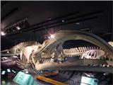 Whale Skeleton