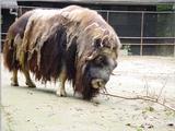 Planckendael - Belgium Zoo